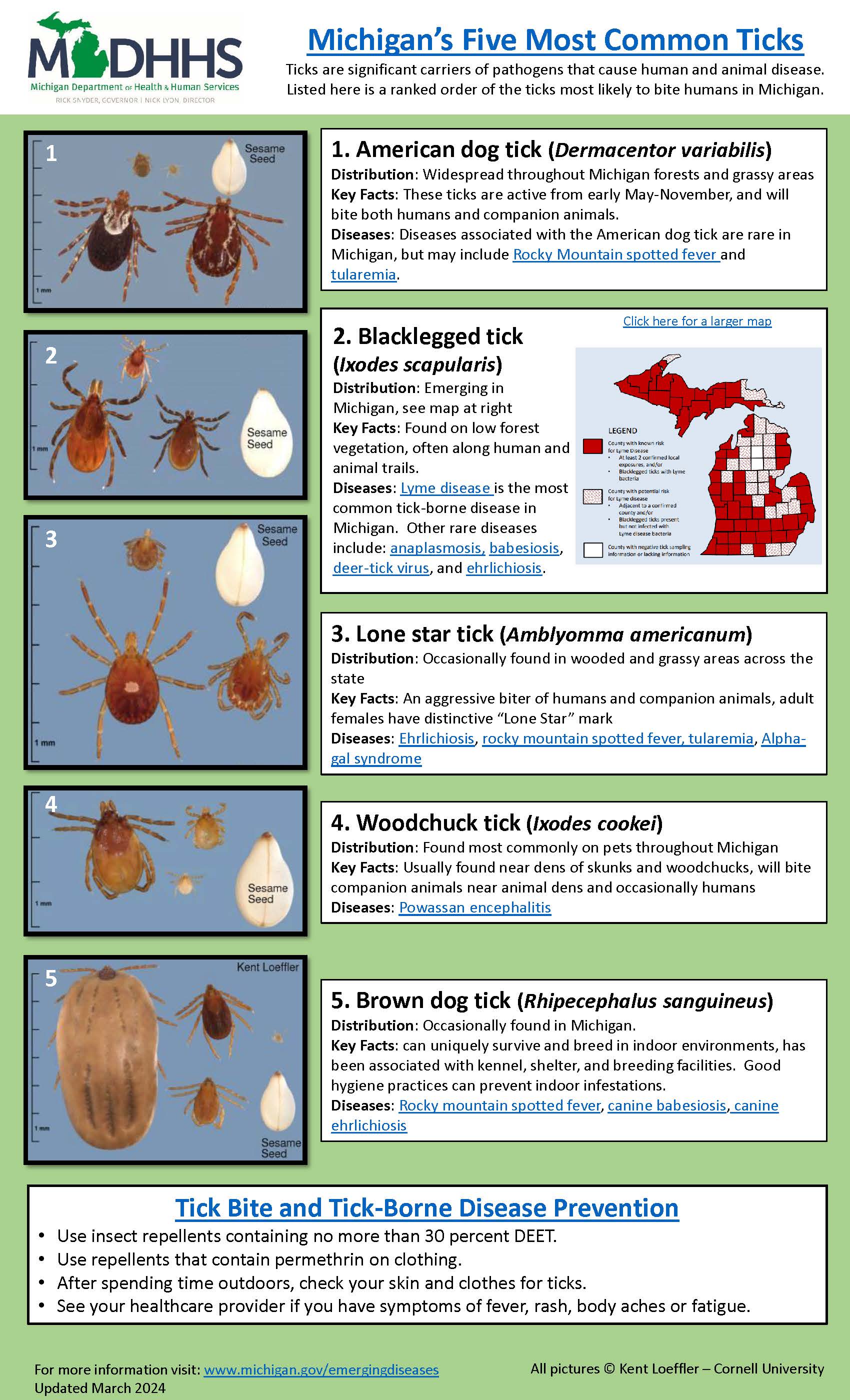 5 common ticks