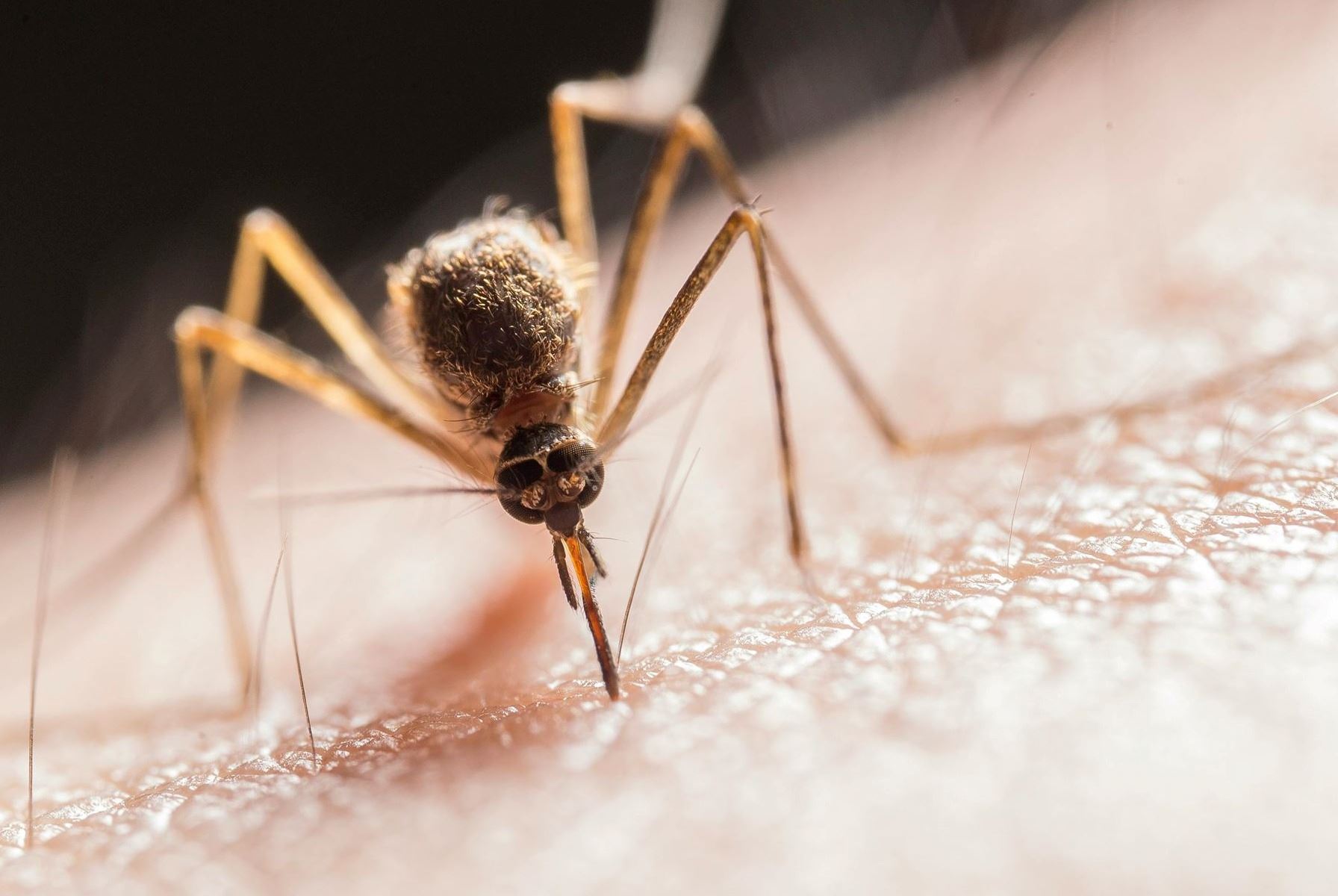 Close-up view of a mosquito on a person's skin.