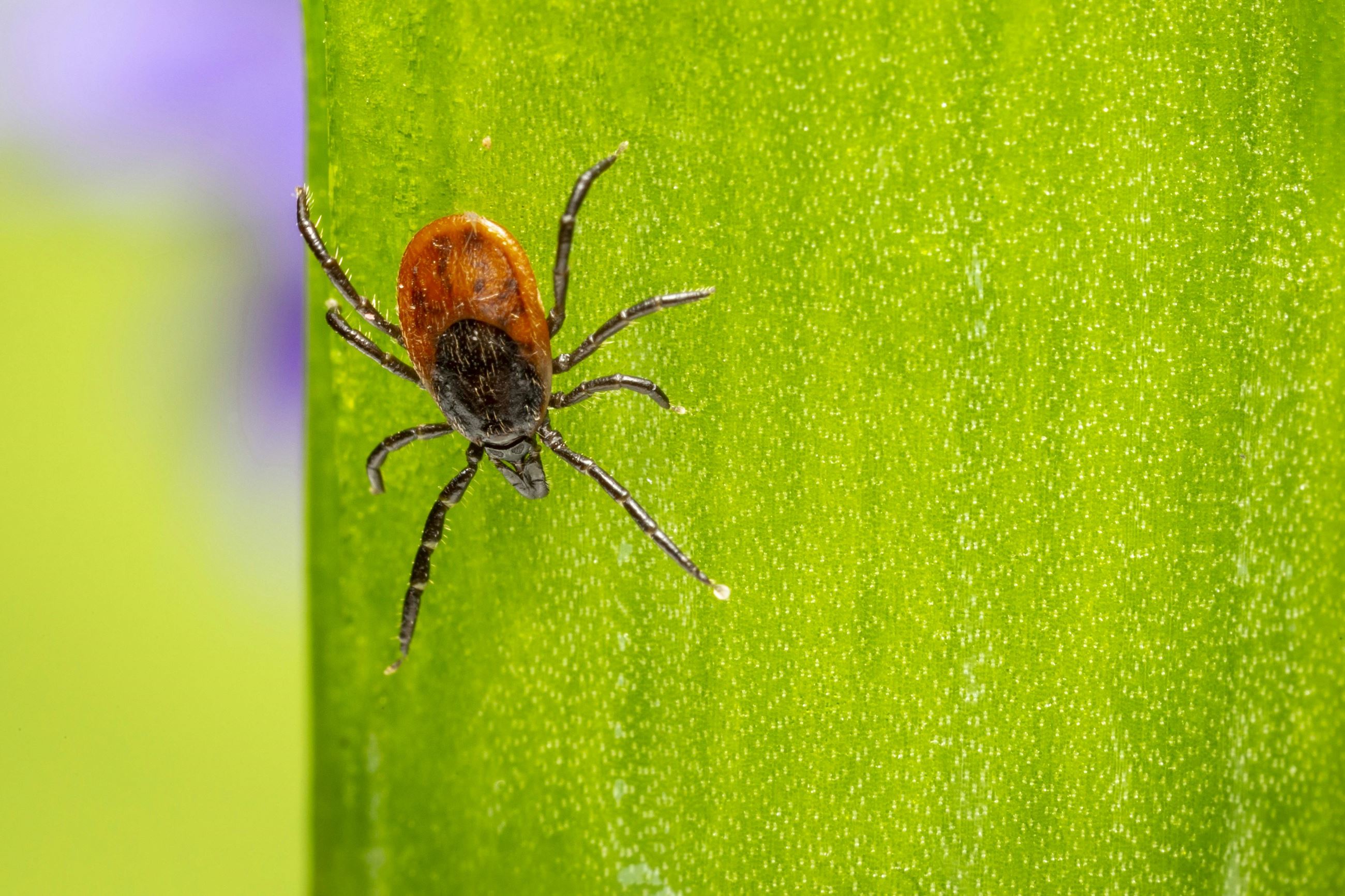 Close-up view of a tick on a plant.