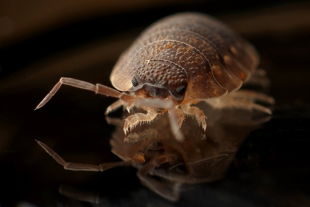 Close-up view of a bed bug.