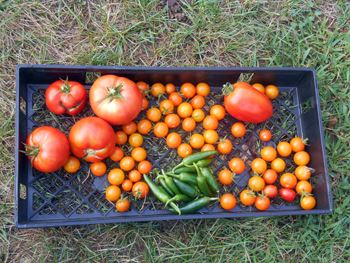 Garden Project at the Youth Center